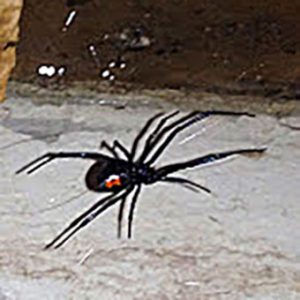 Black Widow Spiders Poisonous to Pets