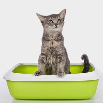 How to Build the Perfect Litter Box