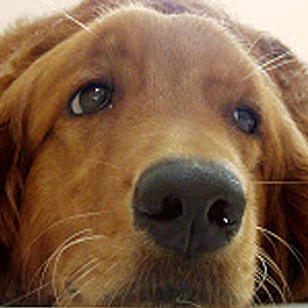Dogs Get The Flu Too- Canine Influenza