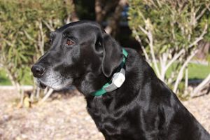 Magnum models the Tagg-Pet Tracker collar