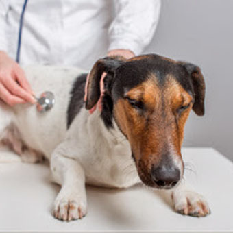 Pancreatitis in Dogs- When Sharing the Thanksgiving Feast Can Be Fatal