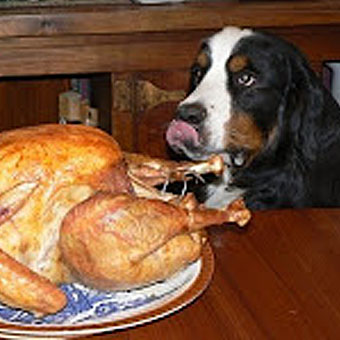 Don't Stuff Your Pet With Thanksgiving Leftovers