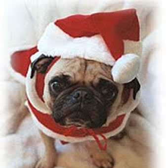 Dr. Debbie's Top Holiday Pet Gifts
